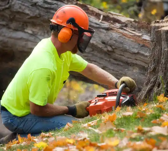 tree services Glen Park